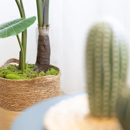 Διαμέρισμα Dylan